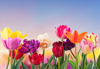 colorful tulips flowers spring background - obrazy, fototapety, plakaty
