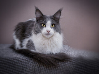 Maine Coon cat lies on a gray blanket against a dark background.