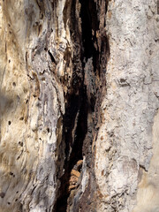 bark of a tree