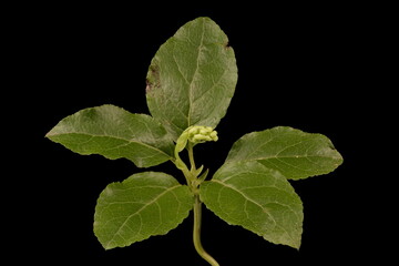 Fototapeta premium Serrated Wintergreen (Orthilia secunda). Basal Rosette and Immature Inflorescence Closeup