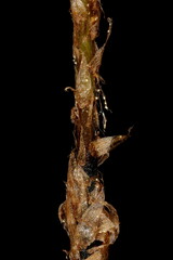Long Beech Fern (Phegopteris connectilis). Stipe Detail Closeup