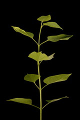 Lilac (Syringa vulgaris). Vegetative Shoot Closeup
