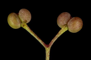 Hedge Bedstraw (Galium mollugo). Fruit Closeup