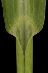 Cockspur (Echinochloa crus-galli). Leaf Sheath Closeup