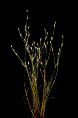 Toad Rush (Juncus bufonius). Habit Closeup