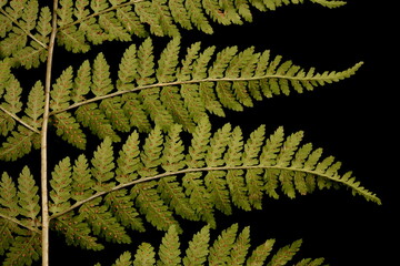 Northern Buckler-Fern (Dryopteris expansa). Pinnae Closeup