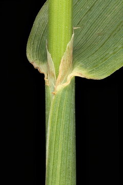 Timothy (Phleum pratense). Culm and Leaf Sheath Closeup