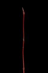 White Dogwood (Cornus alba). Wintering Twig Closeup