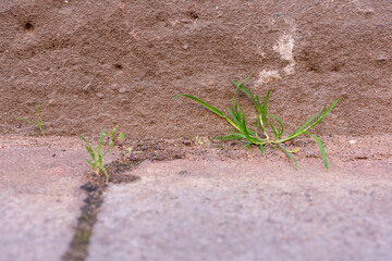 weeds in front of a house wall