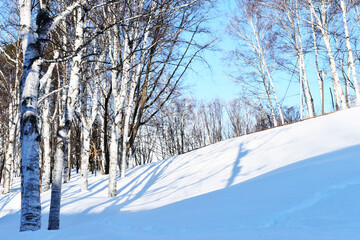 The beautiful white birch trees fully covered by the white snow in Sapporo Japan