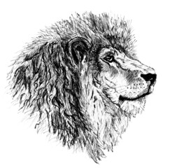 Portrait of an adult lion. A calm lion looks into the distance. Graphics in black pen. Illustration on a white background. © Svetlana