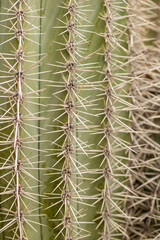 teil eines grünen Kaktus mit langen Nadeln