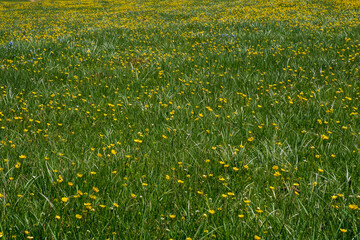 Beautiful blooming flowers with mountains and cloudy sky on background. Spring on Assy plateau.