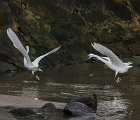 White egret fight