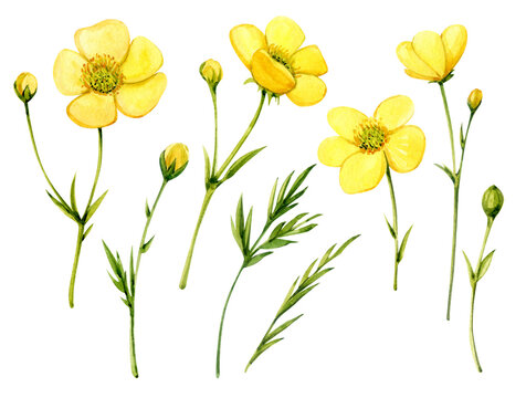 Buttercups. Yellow spring flowers painted in watercolor. Buttercups clip art.