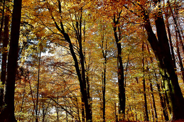 Prächtiger Blick in einen herbstlichen Wald