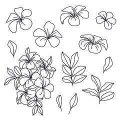 Coloring book with tropical flowers and leaves. Frangipani, contour drawings