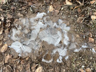 Pfütze mit Eis im Wald