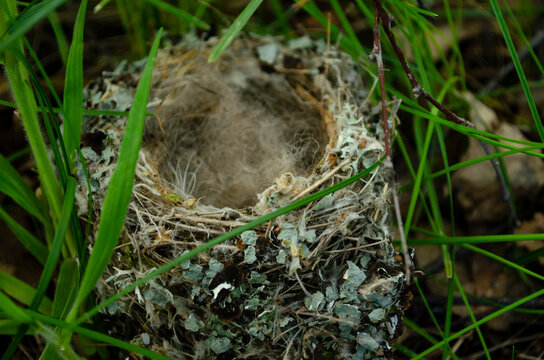 Nest is build by the birds. The birds use leaves,sticks,etc. to make the nest.It is one of the shelter for birds. Birds lay eggs in the nest. Each bird build different types of nest.