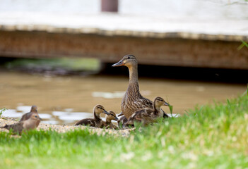 Mallards feeding along the shore of an Ontario river.