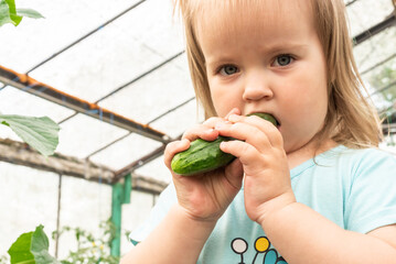 Little girl with cucumber in greenhouse with young cucumber plants. Small greenhouse business, small business from home. The concept of organic food, healthy food and Hobbies, kid eat vegetables.
