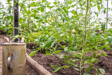 Greenhouse with young tomato plants. Small greenhouse business, small business from home. Growing tomatoes at home in a greenhouse. The concept of organic food, healthy food and favorite Hobbies.