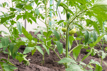 Greenhouse with young tomato plants. Small greenhouse business, small business from home. Growing tomatoes at home in a greenhouse. The concept of organic food, healthy food and favorite Hobbies.