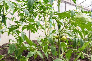 Greenhouse with young tomato plants. Small greenhouse business, small business from home. Growing tomatoes at home in a greenhouse. The concept of organic food, healthy food and favorite Hobbies.