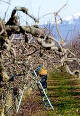 pruner and ladder in an apple orchard ready for pruning fruit trees in winter