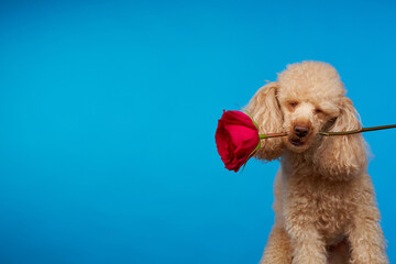 Poodle breed dog with a red rose in its mouth, isolated on a blue background. Beautiful card for International Women's Day, Valentine's Day and birthday. Pet Day. Concept of love and friendship.