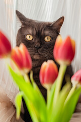 Funny cat hides behind bunch of red tulips