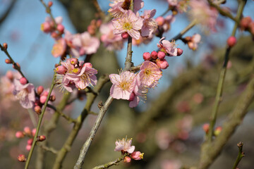 clusters of plum blossom on the branch in sunny spring