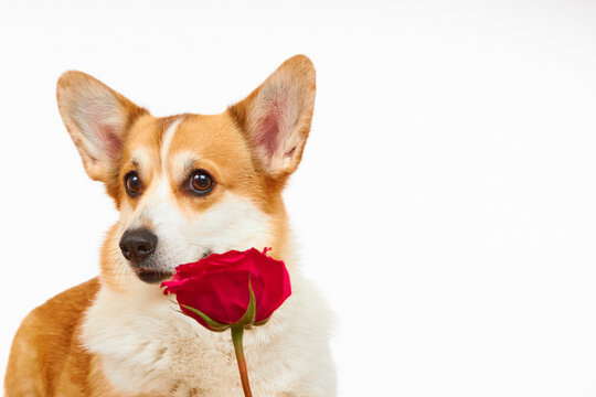 Dog breed Welsh Corgi Pembroke with a red rose. Isolated on a white background. Holiday card for valentine's day, international women's day and birthday.