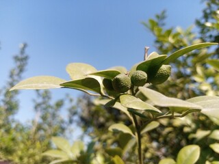 Fototapeta premium branch of a tree