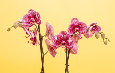 Pink orchid flower on yellow background