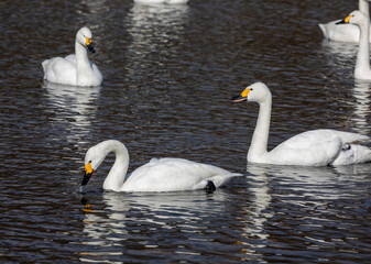 swans on the lake