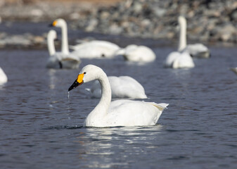 mute swan cygnus olor