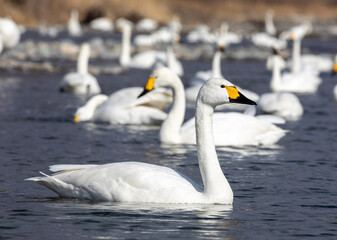 Obraz premium mute swan cygnus olor