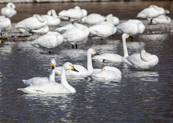 Obraz premium swans on the lake