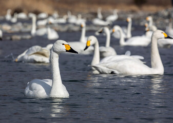 Fototapeta premium swans on the lake