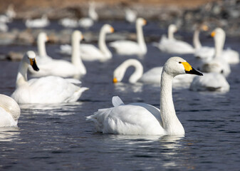 swans on the river