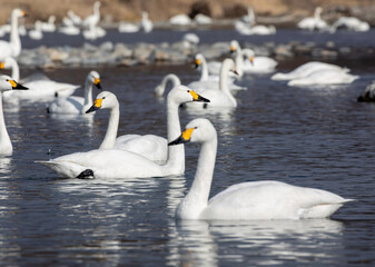 Fototapeta premium swans on the lake