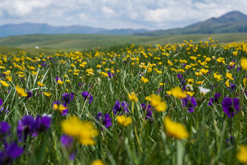 Beautiful blooming flowers with mountains and cloudy sky on background. Spring on Assy plateau.