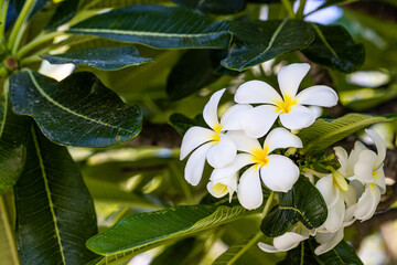 Fototapeta premium Closeup of frangipani flowers with green background. Stunning frangipani petal flowers with green leaves background. Tropical floral nature, exotic blooming tree on dark green background with blue sky