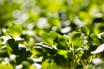 microgreens growing in pot healthy eco food
