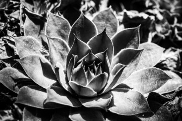 flower fractal background