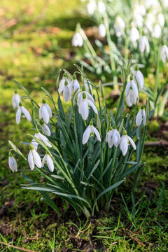 Fototapeta First spring  white wild flowers, blooming snowdrops in the forest. in sunny day ( Galanthus nivalis L.).
