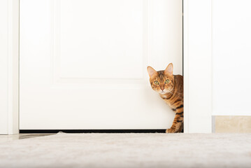 Funny cat walking through the door of the house