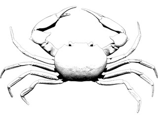 crab