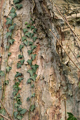 Textures in nature ivy on oak bark